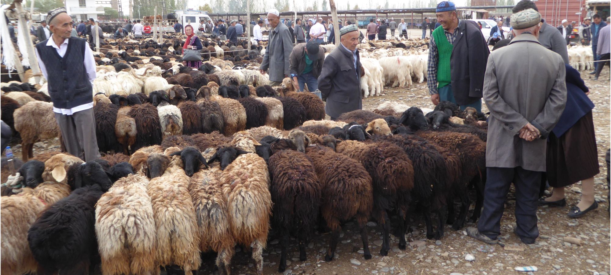 Kashgar Livestock Market